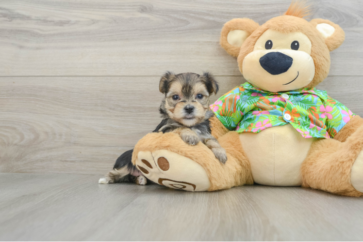 Meet Jackie-O - our Morkie Puppy Photo 1/3 - Puppy Love PR Happy Morkie Baby