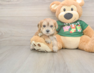 5 week old Morkie Puppy For Sale - Puppy Love PR