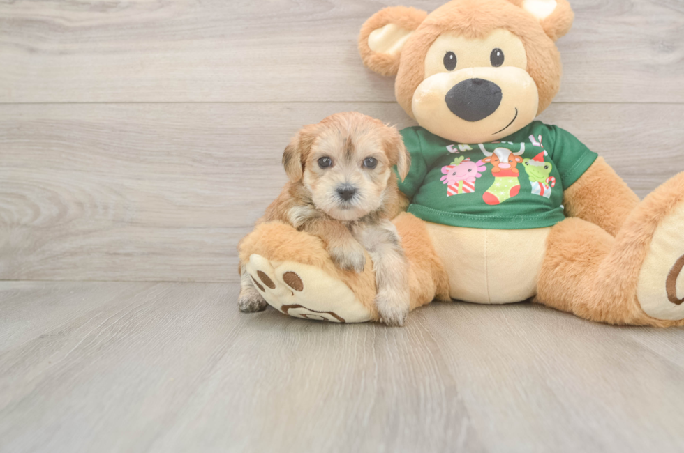 5 week old Morkie Puppy For Sale - Puppy Love PR
