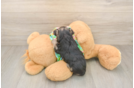 Sweet Morkie Baby