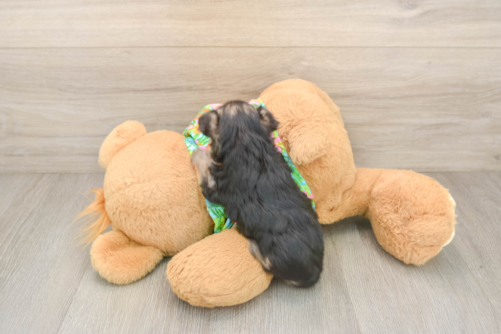 Sweet Morkie Baby