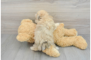 Playful Yorkie Designer Puppy
