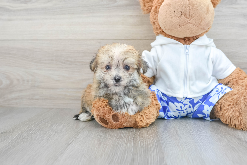 Morkie Puppy for Adoption