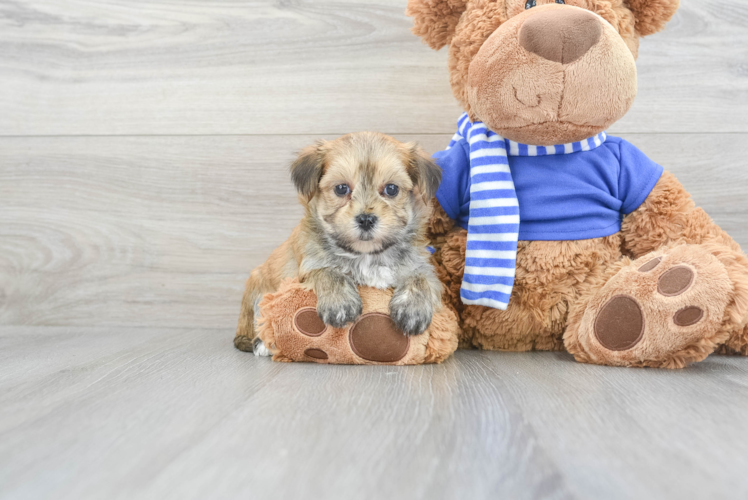 Meet Jackson - our Morkie Puppy Photo 1/3 - Puppy Love PR Hypoallergenic Yorkie Designer Puppy