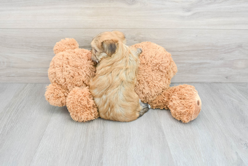 Morkie Pup Being Cute