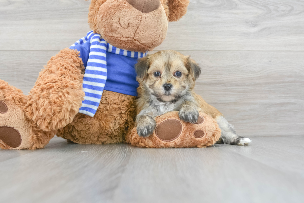 Morkie Pup Being Cute