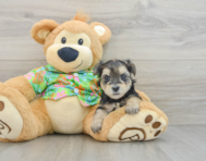 7 week old Morkie Puppy For Sale - Puppy Love PR