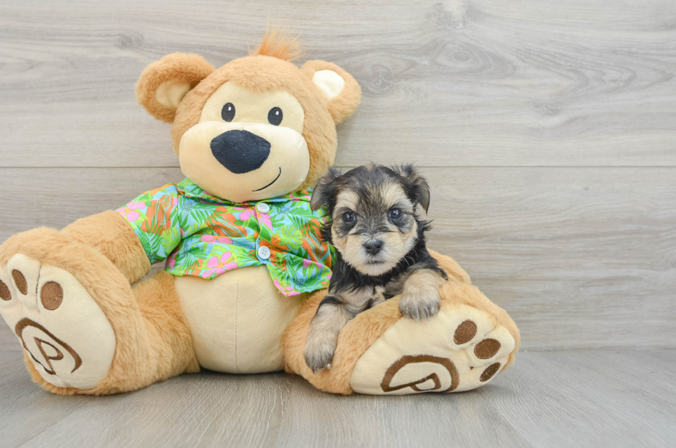 7 week old Morkie Puppy For Sale - Puppy Love PR