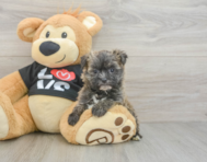 6 week old Morkie Puppy For Sale - Puppy Love PR