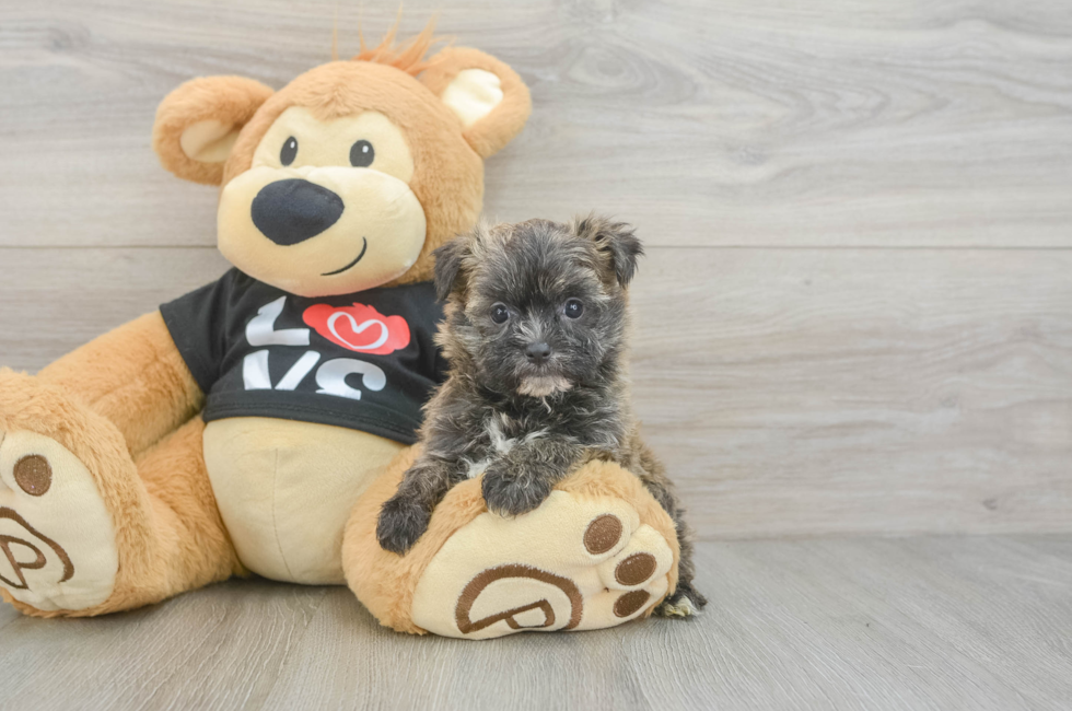 5 week old Morkie Puppy For Sale - Puppy Love PR