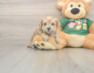5 week old Morkie Puppy For Sale - Puppy Love PR