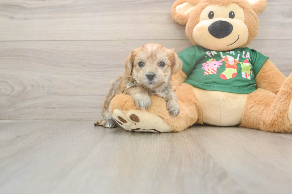 5 week old Morkie Puppy For Sale - Puppy Love PR