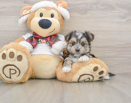 6 week old Morkie Puppy For Sale - Puppy Love PR