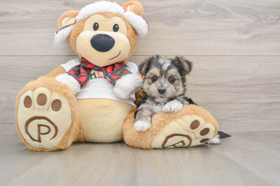 5 week old Morkie Puppy For Sale - Puppy Love PR