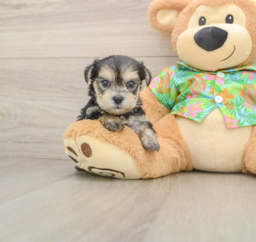 6 week old Morkie Puppy For Sale - Puppy Love PR