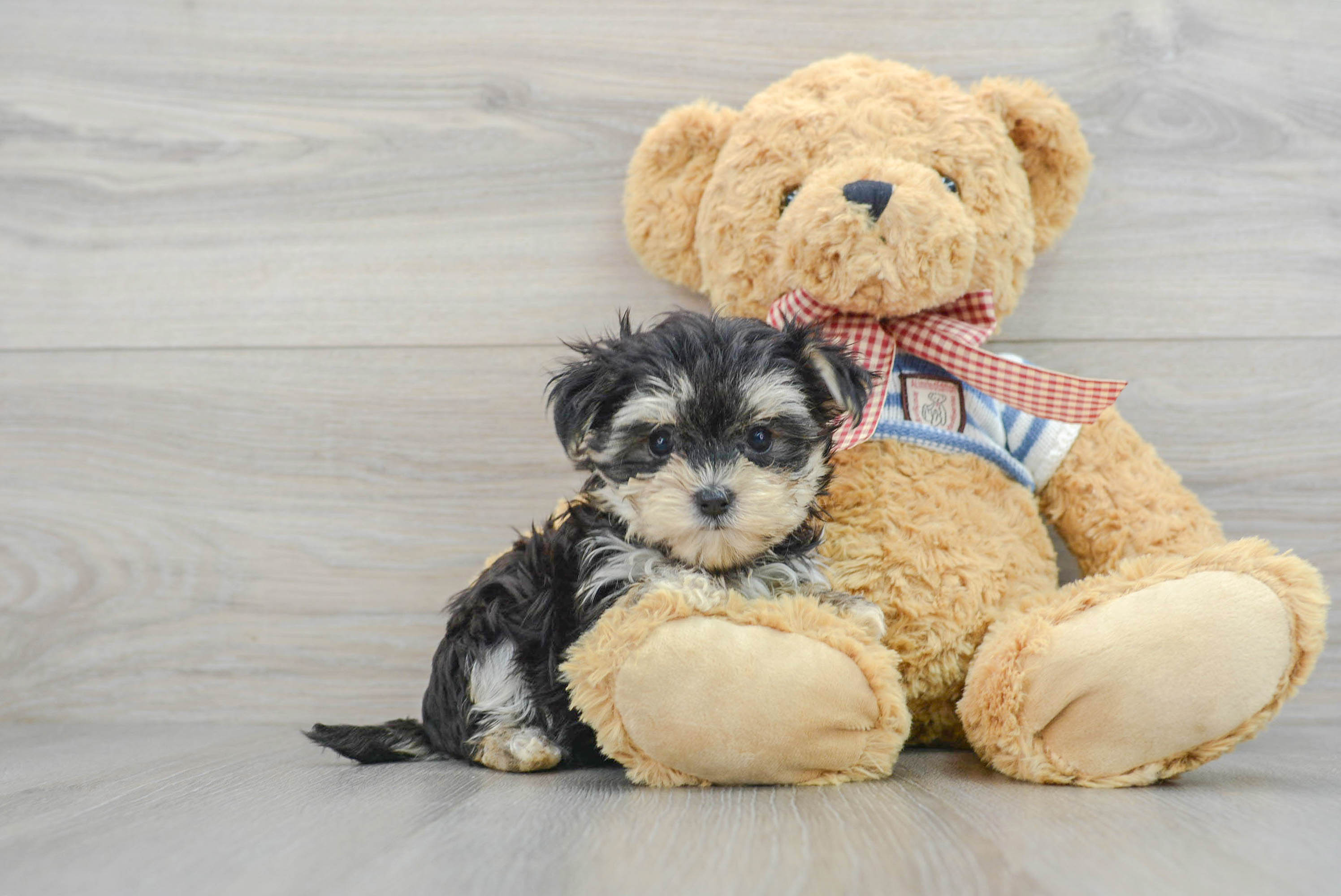 Morkie teddy bear clearance dog