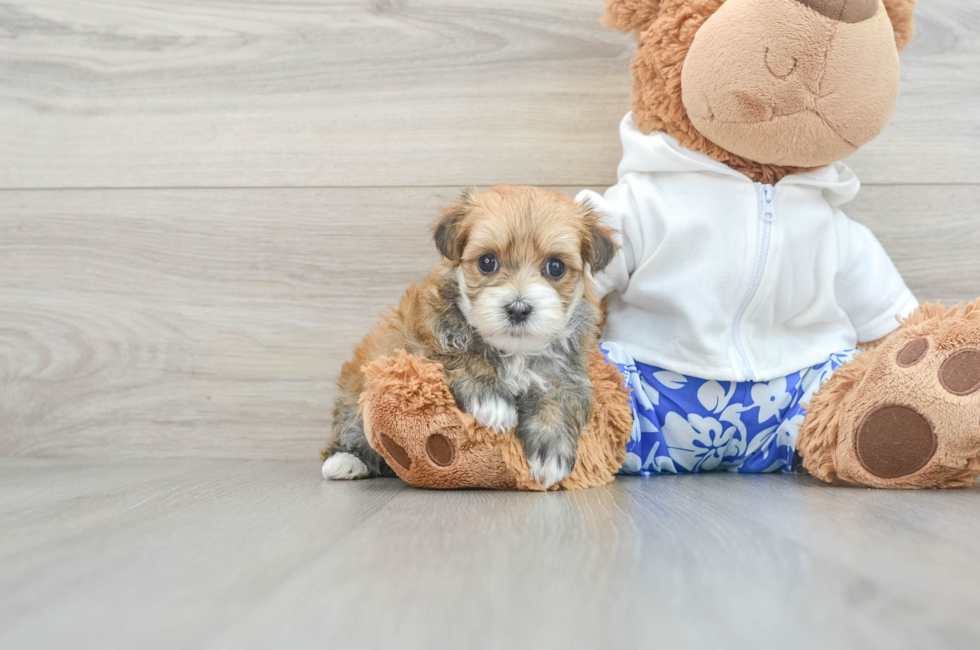 5 week old Morkie Puppy For Sale - Puppy Love PR