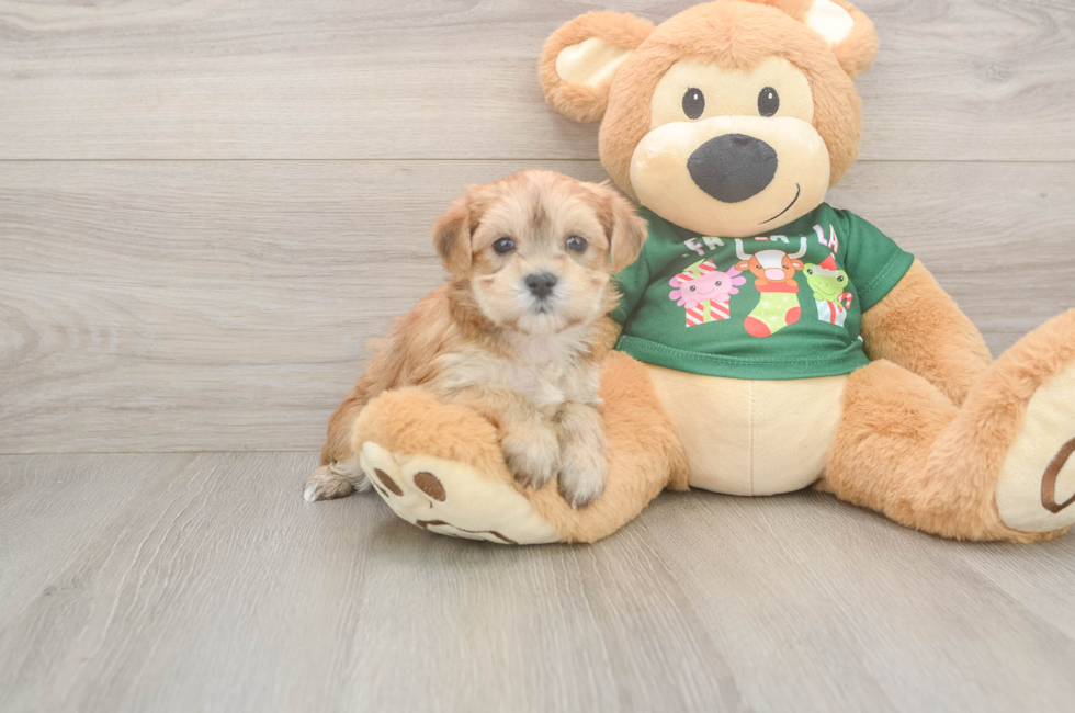 5 week old Morkie Puppy For Sale - Puppy Love PR