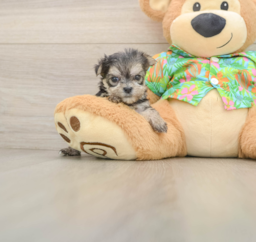 10 week old Morkie Puppy For Sale - Puppy Love PR