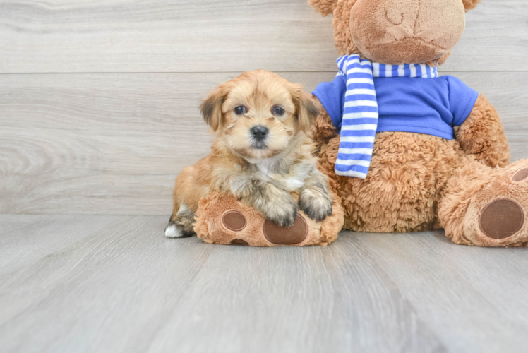 Meet Jason - our Morkie Puppy Photo 1/3 - Puppy Love PR Hypoallergenic Yorkie Designer Puppy