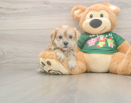 5 week old Morkie Puppy For Sale - Puppy Love PR