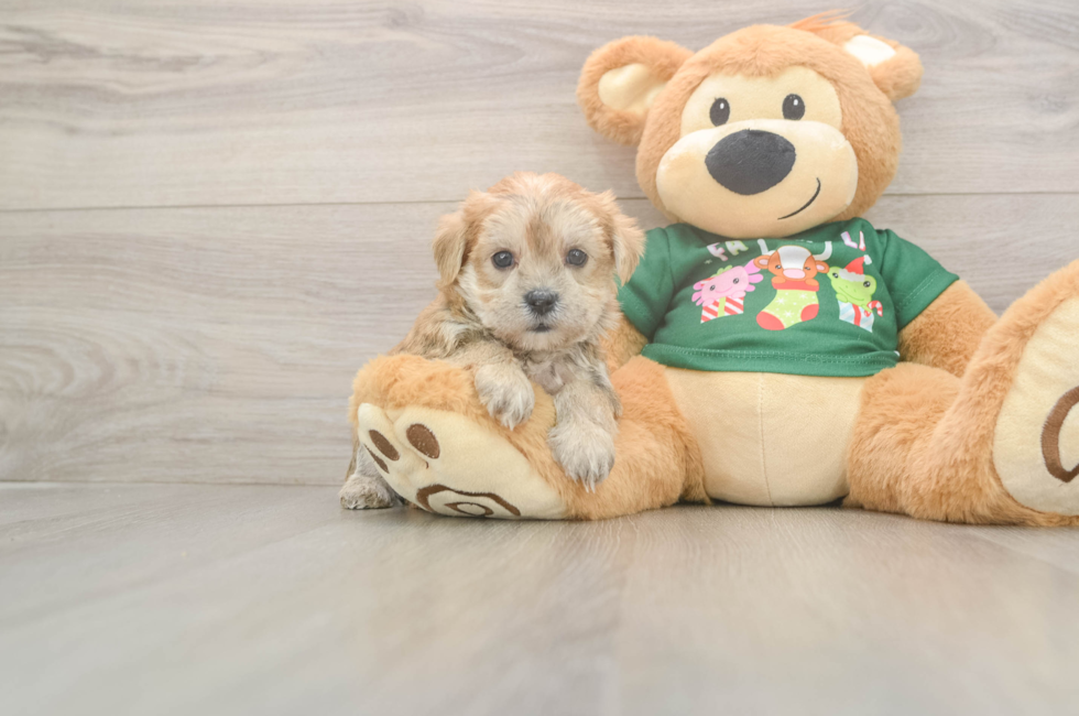 5 week old Morkie Puppy For Sale - Puppy Love PR