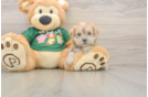 Morkie Pup Being Cute