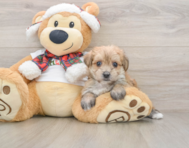 5 week old Morkie Puppy For Sale - Puppy Love PR