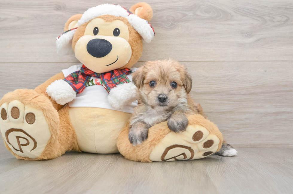 5 week old Morkie Puppy For Sale - Puppy Love PR