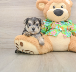 6 week old Morkie Puppy For Sale - Puppy Love PR