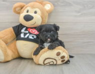 6 week old Morkie Puppy For Sale - Puppy Love PR