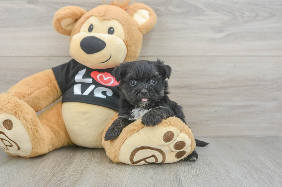 5 week old Morkie Puppy For Sale - Puppy Love PR