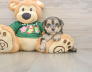 6 week old Morkie Puppy For Sale - Puppy Love PR