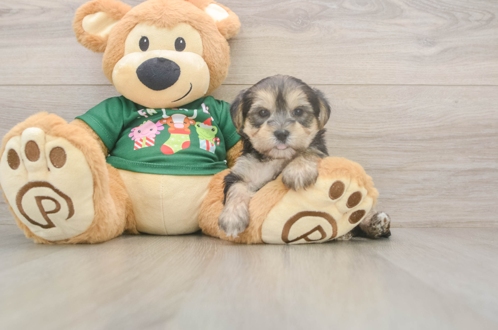 5 week old Morkie Puppy For Sale - Puppy Love PR