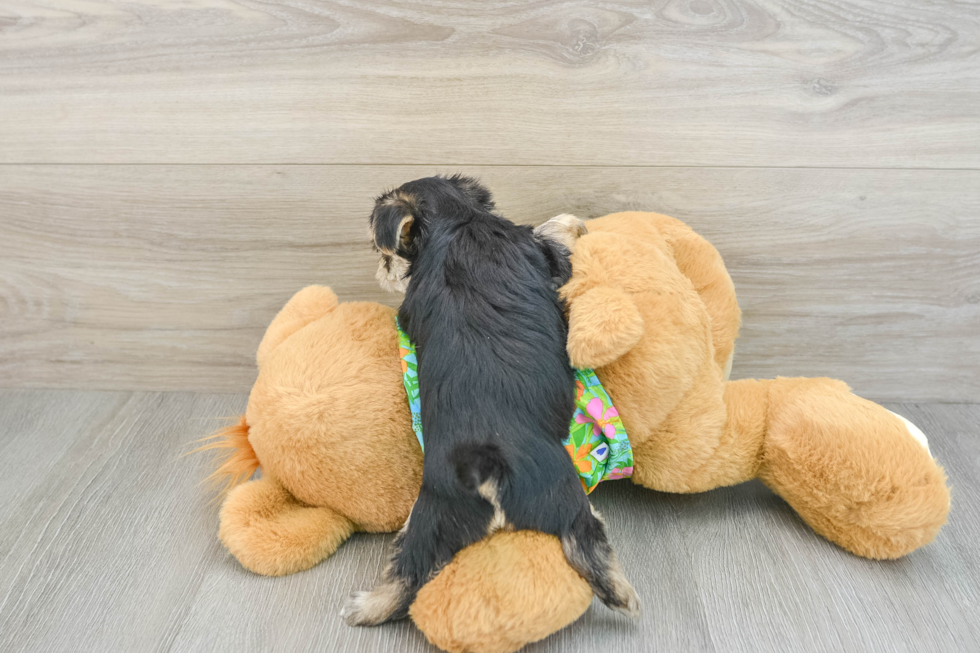 Cute Morkie Baby