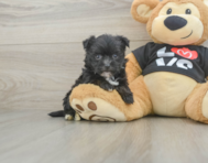 7 week old Morkie Puppy For Sale - Puppy Love PR