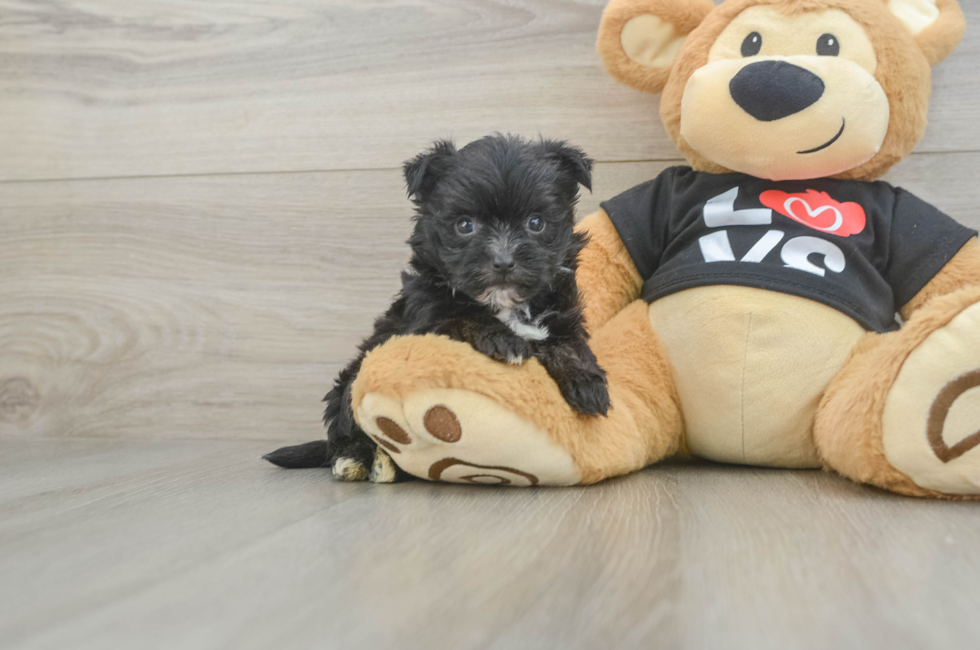 5 week old Morkie Puppy For Sale - Puppy Love PR