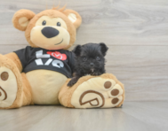 11 week old Morkie Puppy For Sale - Puppy Love PR