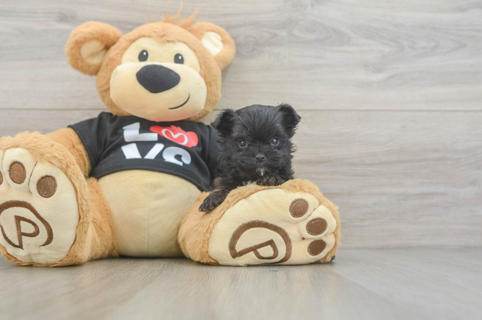 11 week old Morkie Puppy For Sale - Puppy Love PR