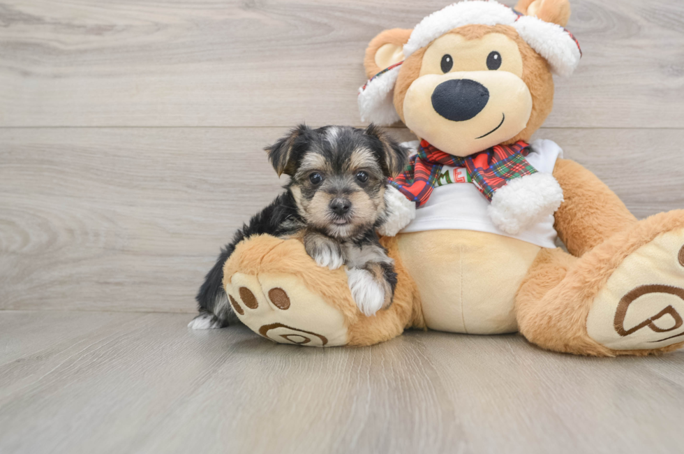 5 week old Morkie Puppy For Sale - Puppy Love PR