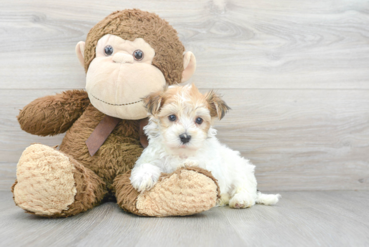 Meet Johnny - our Morkie Puppy Photo 1/3 - Puppy Love PR Best Morkie Baby