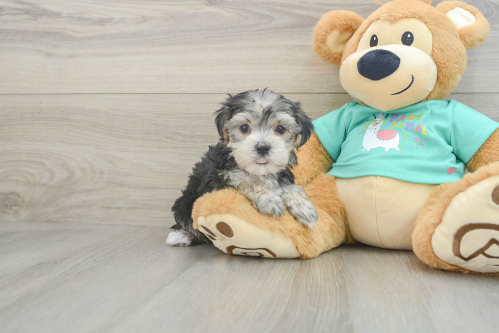 Playful Maltese Yorkie Mix Designer Puppy