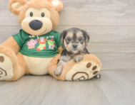 6 week old Morkie Puppy For Sale - Puppy Love PR