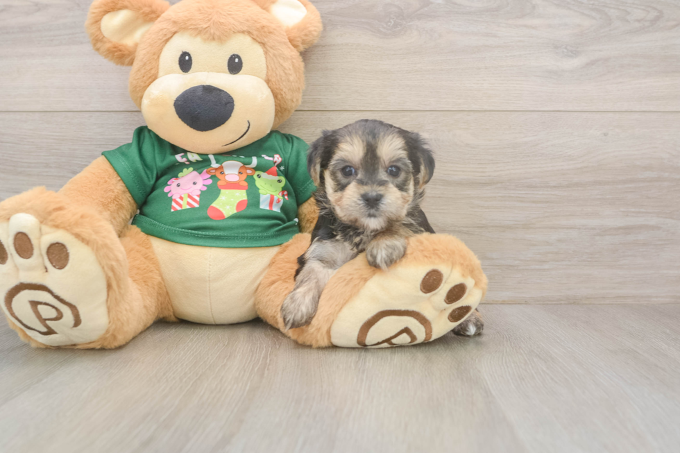 Energetic Maltiyork Designer Puppy