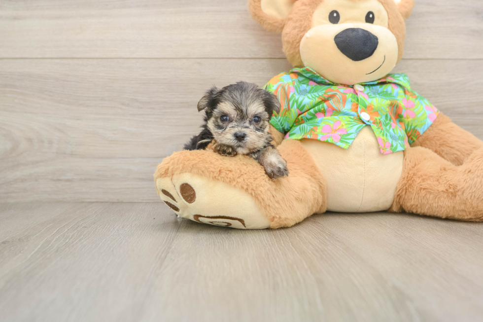 Best Morkie Baby