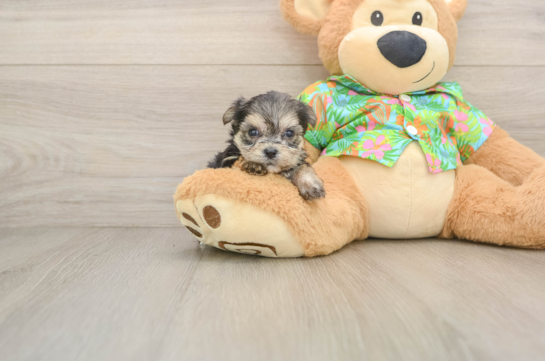 Best Morkie Baby