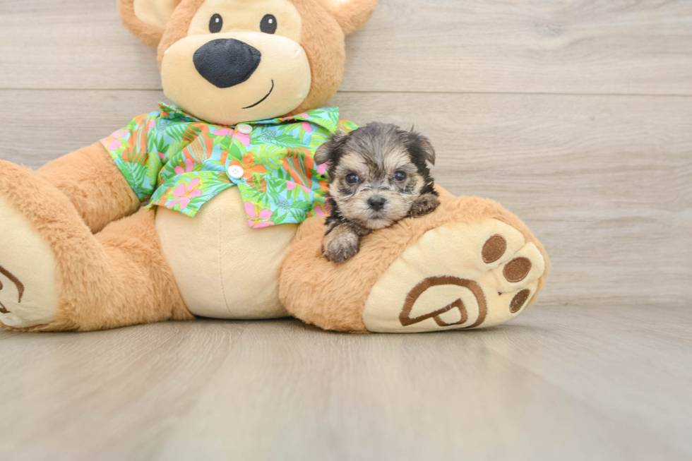 Best Morkie Baby