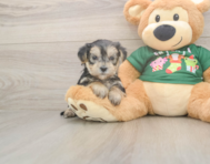 7 week old Morkie Puppy For Sale - Puppy Love PR