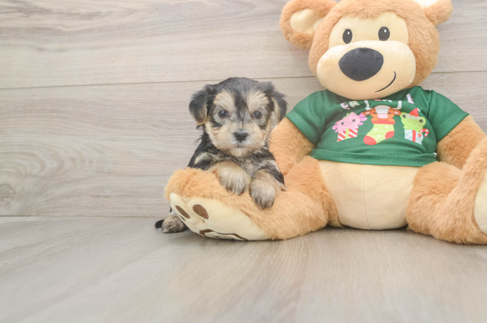 5 week old Morkie Puppy For Sale - Puppy Love PR