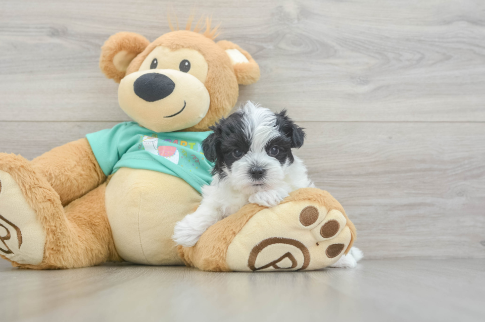 5 week old Morkie Puppy For Sale - Puppy Love PR
